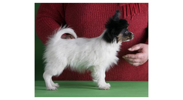 Щенки папийона (папильона) в питомнике Бон Плезир Щенки папийона (папильона) в питомнике Бон Плезир