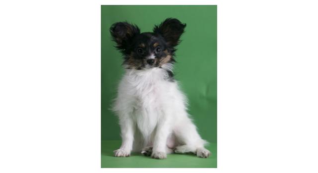 Щенки папийона (папильона) в питомнике Бон Плезир Щенки папийона (папильона) в питомнике Бон Плезир