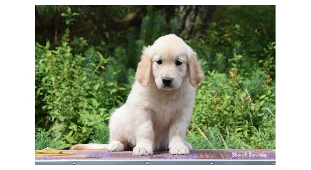 Щенки папийона (папильона) в питомнике Бон Плезир Щенки папийона (папильона) в питомнике Бон Плезир