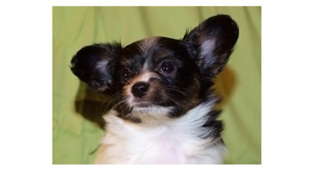 Щенки папийона (папильона) в питомнике Бон Плезир Щенки папийона (папильона) в питомнике Бон Плезир