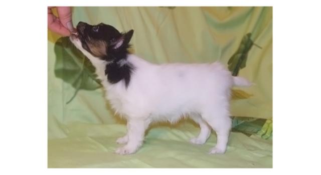 Щенки папийона (папильона) в питомнике Бон Плезир Щенки папийона (папильона) в питомнике Бон Плезир