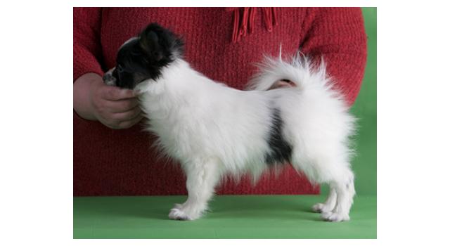 Щенки папийона (папильона) в питомнике Бон Плезир Щенки папийона (папильона) в питомнике Бон Плезир