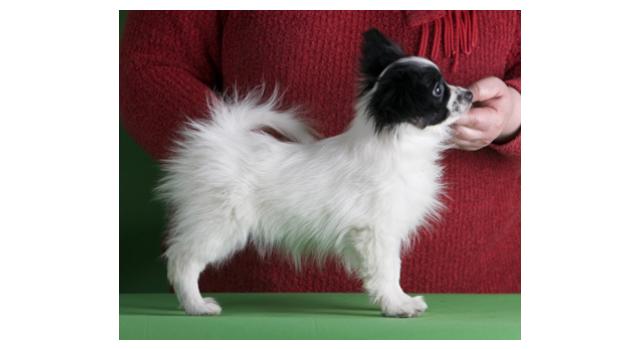 Щенки папийона (папильона) в питомнике Бон Плезир Щенки папийона (папильона) в питомнике Бон Плезир