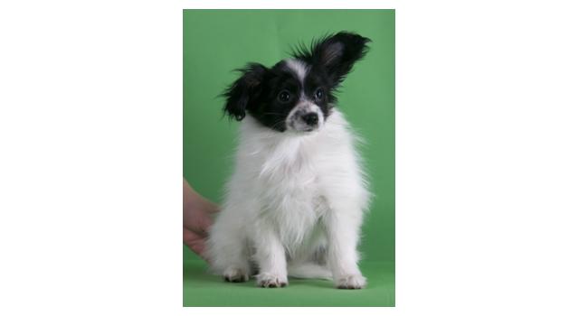 Щенки папийона (папильона) в питомнике Бон Плезир Щенки папийона (папильона) в питомнике Бон Плезир