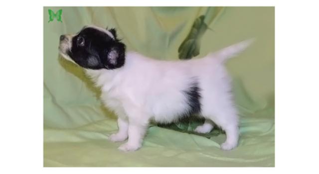 Щенки папийона (папильона) в питомнике Бон Плезир Щенки папийона (папильона) в питомнике Бон Плезир