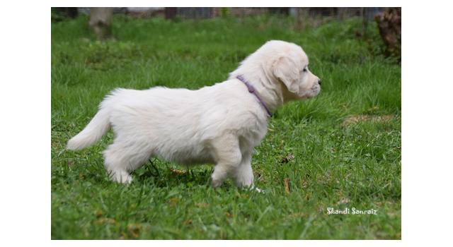 Puppies of papillon in Bon Plaisir Kennel Puppies of papillon in Bon Plaisir Kennel