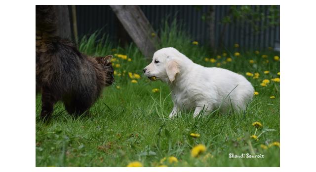 Puppies of papillon in Bon Plaisir Kennel Puppies of papillon in Bon Plaisir Kennel