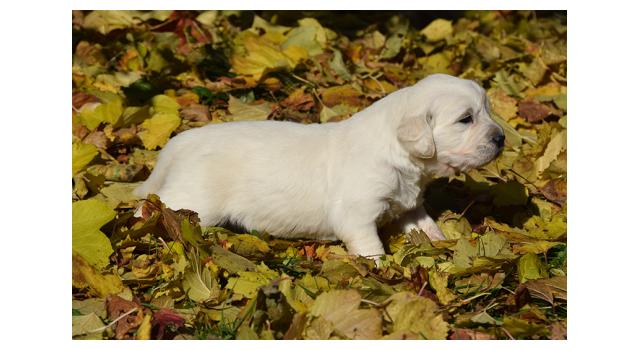 Щенки папийона (папильона) в питомнике Бон Плезир Щенки папийона (папильона) в питомнике Бон Плезир