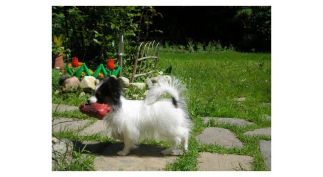 Щенки папийона (папильона) в питомнике Бон Плезир Щенки папийона (папильона) в питомнике Бон Плезир