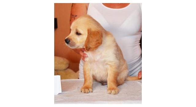 Щенки папийона (папильона) в питомнике Бон Плезир Щенки папийона (папильона) в питомнике Бон Плезир