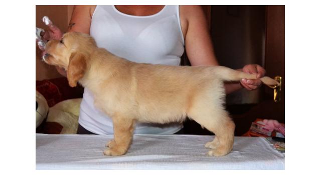 Щенки папийона (папильона) в питомнике Бон Плезир Щенки папийона (папильона) в питомнике Бон Плезир