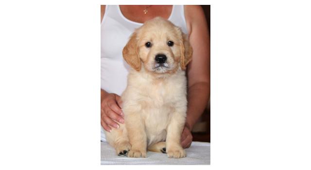 Щенки папийона (папильона) в питомнике Бон Плезир Щенки папийона (папильона) в питомнике Бон Плезир