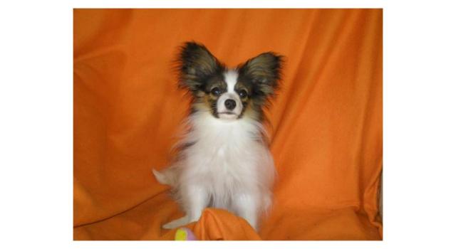 Щенки папийона (папильона) в питомнике Бон Плезир Щенки папийона (папильона) в питомнике Бон Плезир