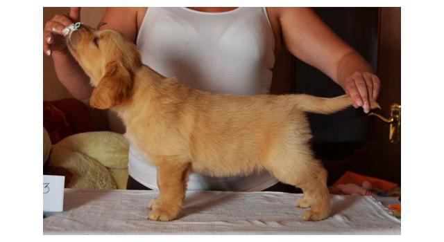 Щенки папийона (папильона) в питомнике Бон Плезир Щенки папийона (папильона) в питомнике Бон Плезир