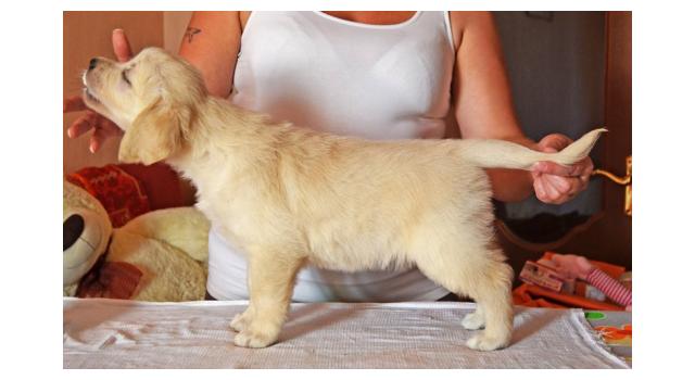 Щенки папийона (папильона) в питомнике Бон Плезир Щенки папийона (папильона) в питомнике Бон Плезир