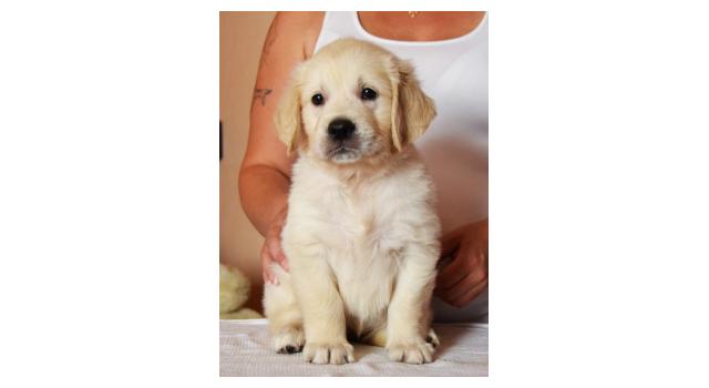 Щенки папийона (папильона) в питомнике Бон Плезир Щенки папийона (папильона) в питомнике Бон Плезир