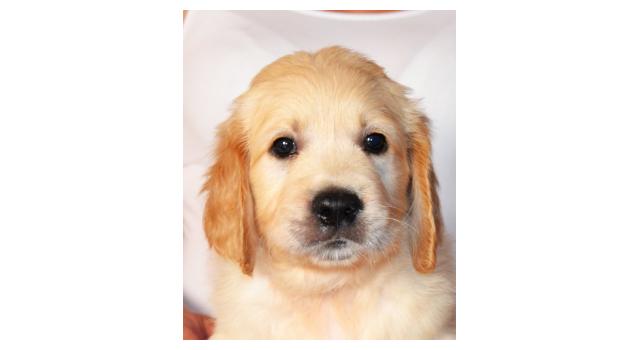 Щенки папийона (папильона) в питомнике Бон Плезир Щенки папийона (папильона) в питомнике Бон Плезир