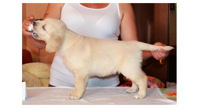 Щенки папийона (папильона) в питомнике Бон Плезир Щенки папийона (папильона) в питомнике Бон Плезир