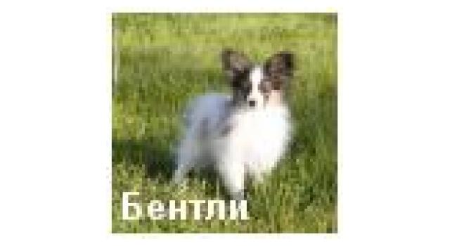 Щенки папийона (папильона) в питомнике Бон Плезир Щенки папийона (папильона) в питомнике Бон Плезир