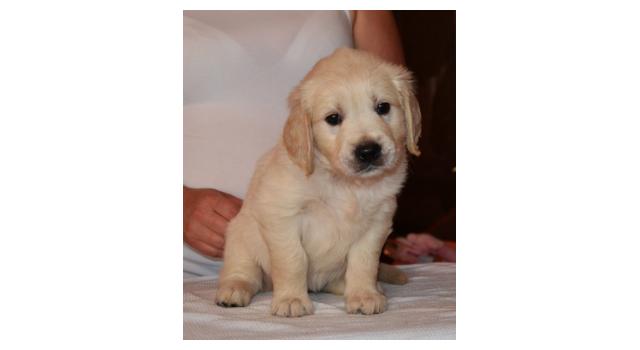 Щенки папийона (папильона) в питомнике Бон Плезир Щенки папийона (папильона) в питомнике Бон Плезир