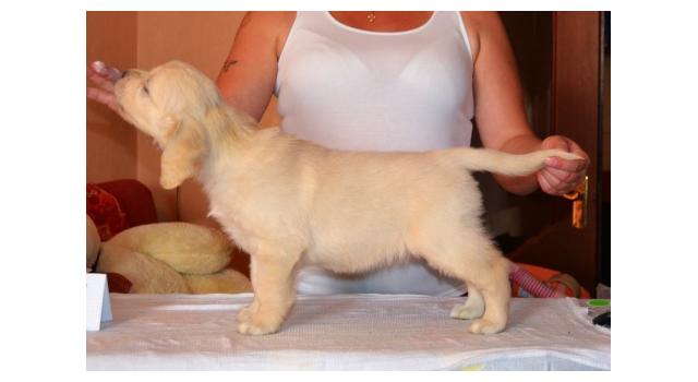 Щенки папийона (папильона) в питомнике Бон Плезир Щенки папийона (папильона) в питомнике Бон Плезир