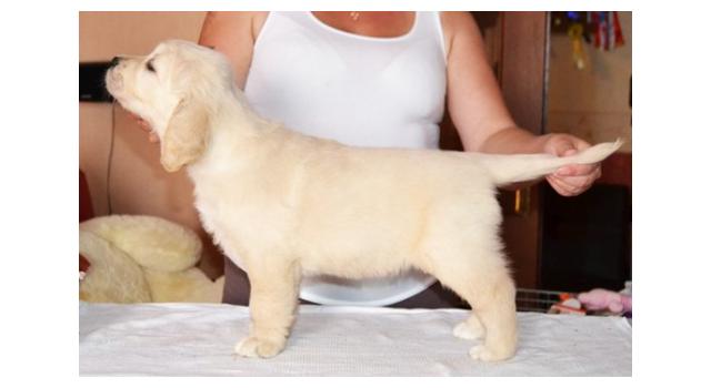 Щенки папийона (папильона) в питомнике Бон Плезир Щенки папийона (папильона) в питомнике Бон Плезир