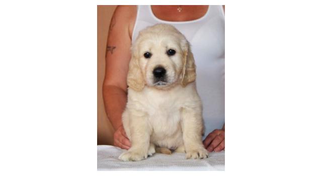 Щенки папийона (папильона) в питомнике Бон Плезир Щенки папийона (папильона) в питомнике Бон Плезир