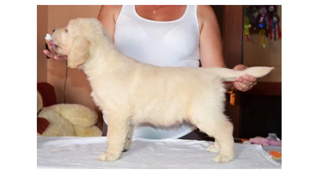 Щенки папийона (папильона) в питомнике Бон Плезир Щенки папийона (папильона) в питомнике Бон Плезир