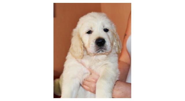 Щенки папийона (папильона) в питомнике Бон Плезир Щенки папийона (папильона) в питомнике Бон Плезир