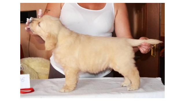 Щенки папийона (папильона) в питомнике Бон Плезир Щенки папийона (папильона) в питомнике Бон Плезир