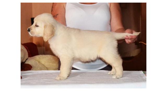 Щенки папийона (папильона) в питомнике Бон Плезир Щенки папийона (папильона) в питомнике Бон Плезир