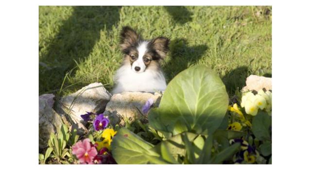 Щенки папийона (папильона) в питомнике Бон Плезир Щенки папийона (папильона) в питомнике Бон Плезир