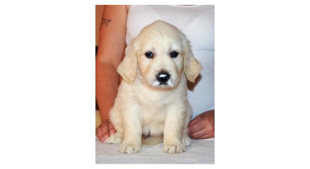 Щенки папийона (папильона) в питомнике Бон Плезир Щенки папийона (папильона) в питомнике Бон Плезир