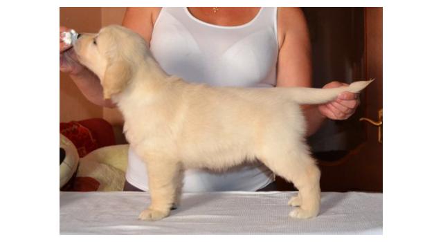 Щенки папийона (папильона) в питомнике Бон Плезир Щенки папийона (папильона) в питомнике Бон Плезир
