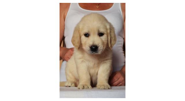 Щенки папийона (папильона) в питомнике Бон Плезир Щенки папийона (папильона) в питомнике Бон Плезир