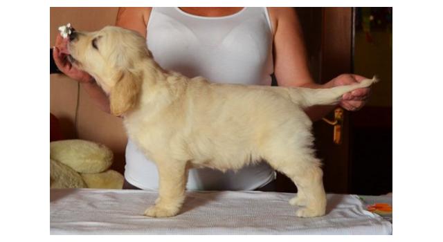 Щенки папийона (папильона) в питомнике Бон Плезир Щенки папийона (папильона) в питомнике Бон Плезир