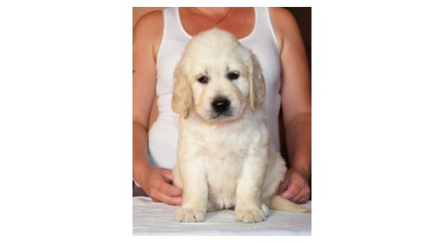 Щенки папийона (папильона) в питомнике Бон Плезир Щенки папийона (папильона) в питомнике Бон Плезир