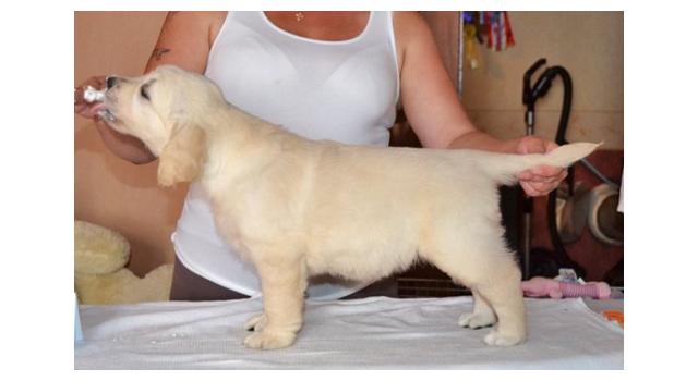 Щенки папийона (папильона) в питомнике Бон Плезир Щенки папийона (папильона) в питомнике Бон Плезир