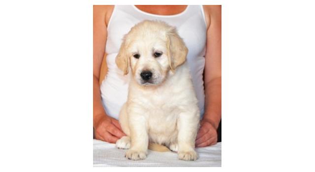 Щенки папийона (папильона) в питомнике Бон Плезир Щенки папийона (папильона) в питомнике Бон Плезир