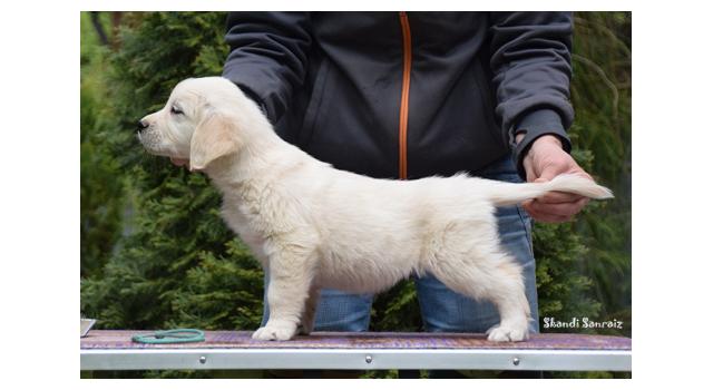 Puppies of papillon in Bon Plaisir Kennel Puppies of papillon in Bon Plaisir Kennel