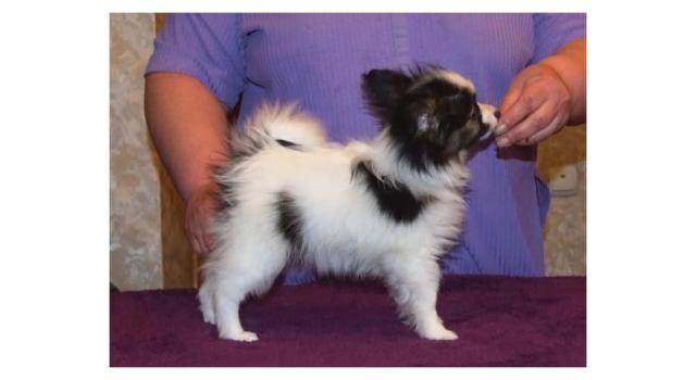 Щенки папийона (папильона) в питомнике Бон Плезир Щенки папийона (папильона) в питомнике Бон Плезир