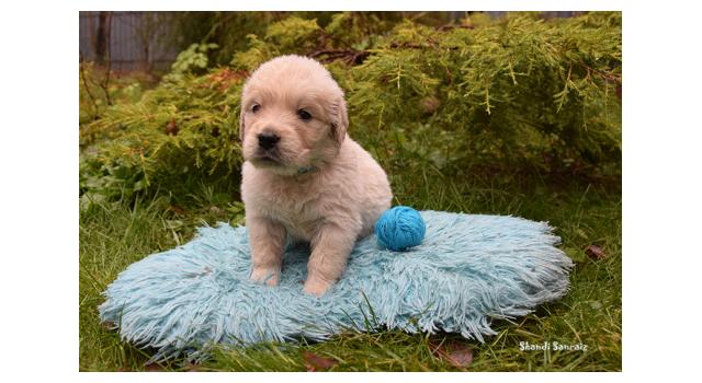 Щенки папийона (папильона) в питомнике Бон Плезир Щенки папийона (папильона) в питомнике Бон Плезир