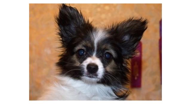 Щенки папийона (папильона) в питомнике Бон Плезир Щенки папийона (папильона) в питомнике Бон Плезир