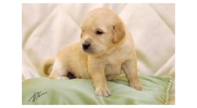 Щенки папийона (папильона) в питомнике Бон Плезир Щенки папийона (папильона) в питомнике Бон Плезир