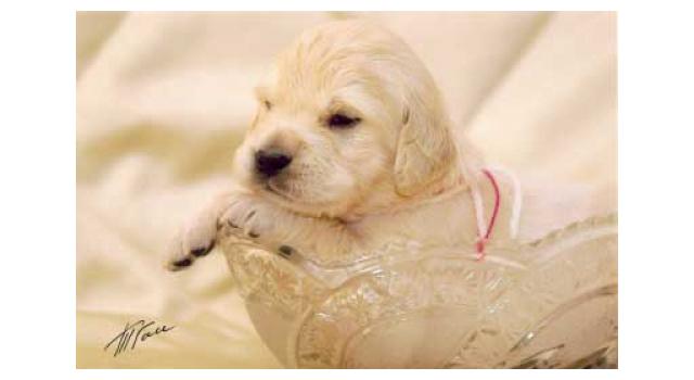 Щенки папийона (папильона) в питомнике Бон Плезир Щенки папийона (папильона) в питомнике Бон Плезир