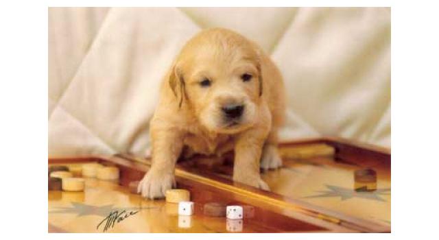 Щенки папийона (папильона) в питомнике Бон Плезир Щенки папийона (папильона) в питомнике Бон Плезир