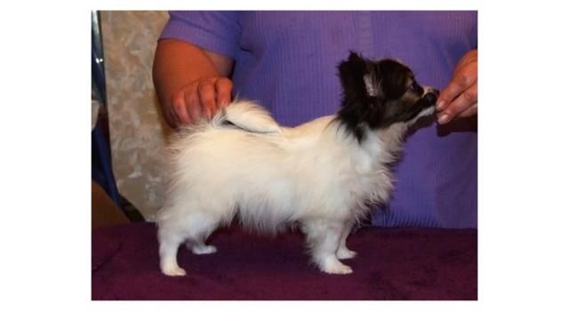 Щенки папийона (папильона) в питомнике Бон Плезир Щенки папийона (папильона) в питомнике Бон Плезир