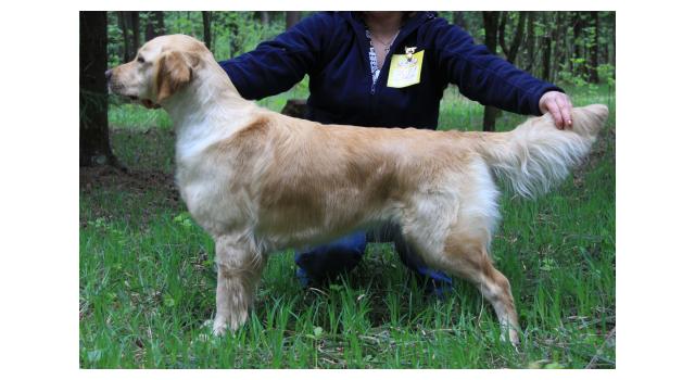 Щенки папийона (папильона) в питомнике Бон Плезир Щенки папийона (папильона) в питомнике Бон Плезир