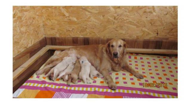 Щенки папийона (папильона) в питомнике Бон Плезир Щенки папийона (папильона) в питомнике Бон Плезир