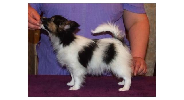 Щенки папийона (папильона) в питомнике Бон Плезир Щенки папийона (папильона) в питомнике Бон Плезир